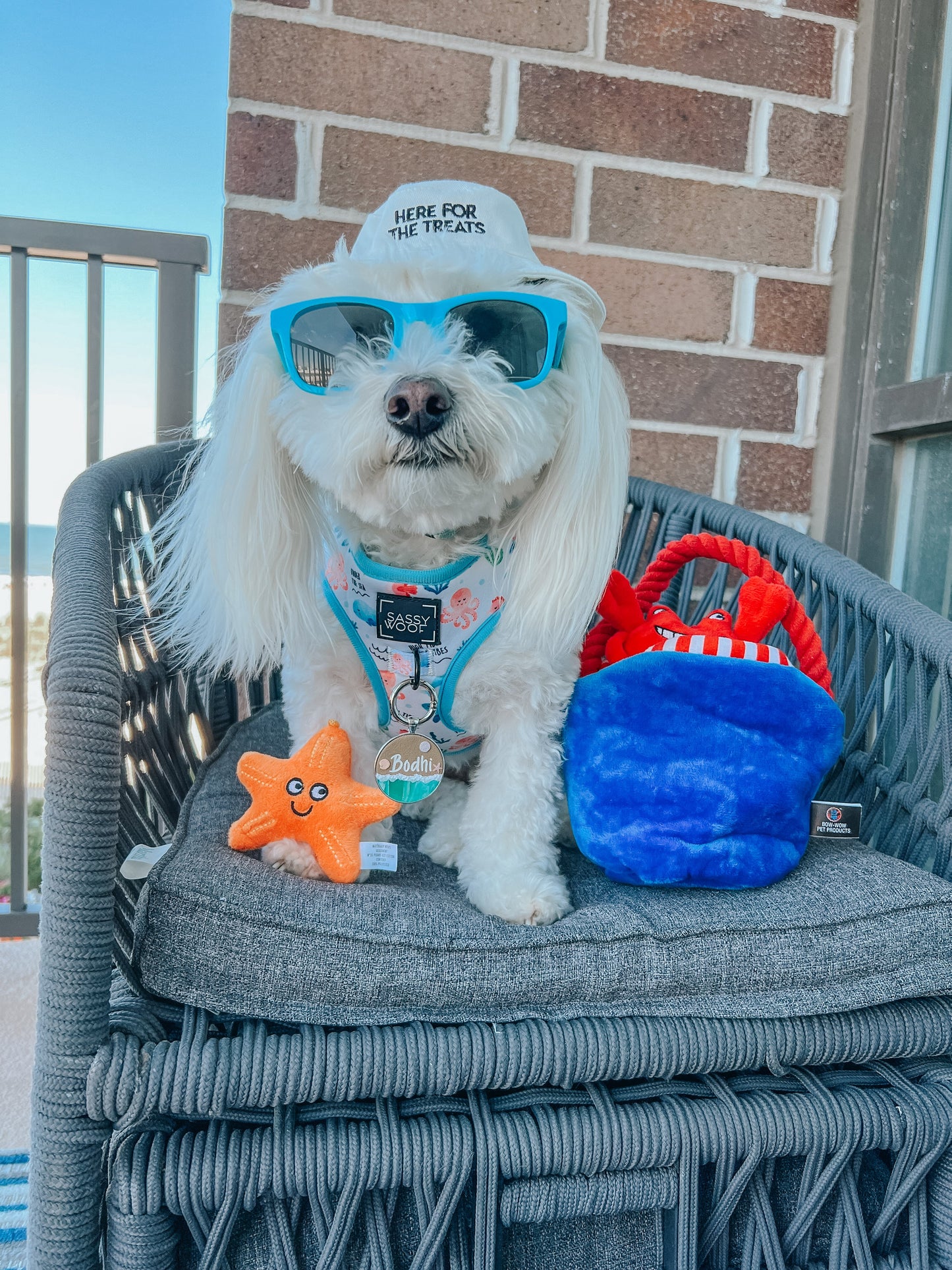 Dog Bucket Hat - Here For The Treats